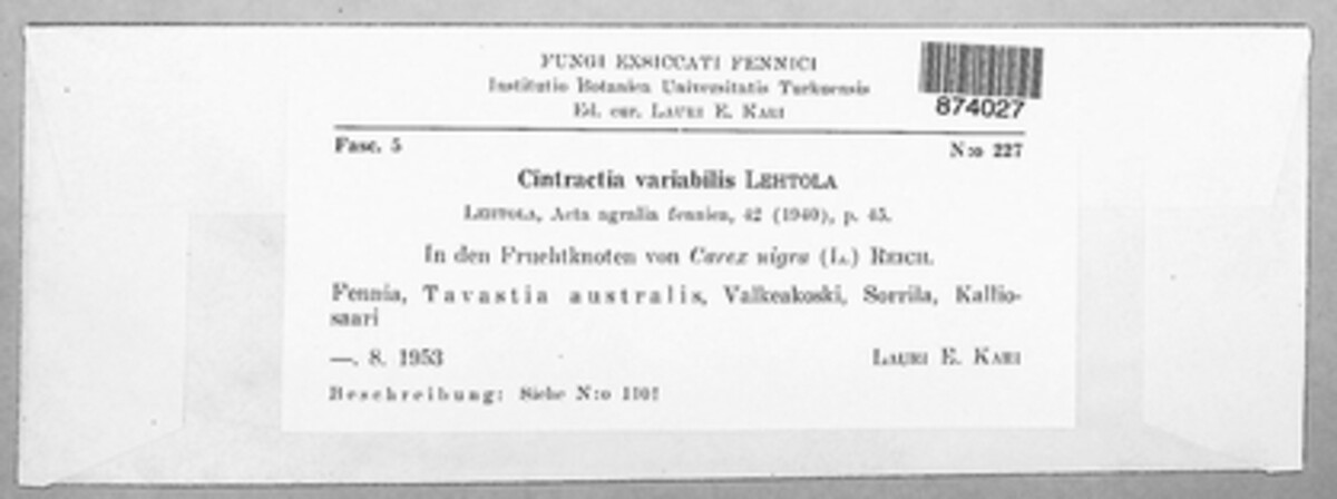 Anthracoidea variabilis image